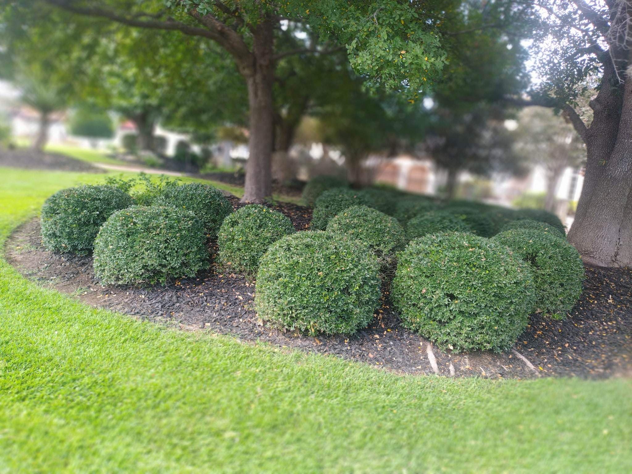 Why Choose Panther Fencing